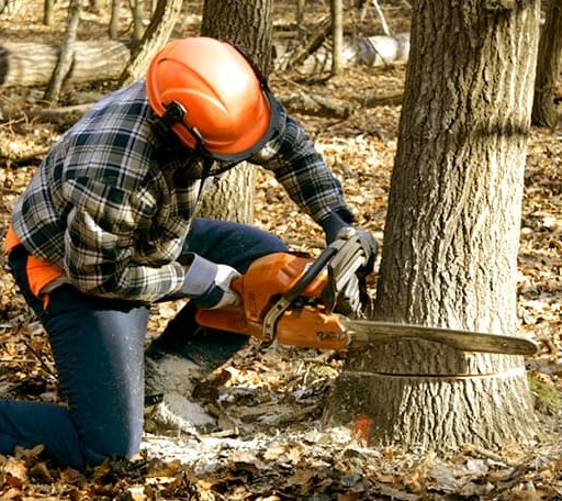 Tree Removal in Alger, MI